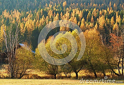 Montana autumn larch trees Stock Photo