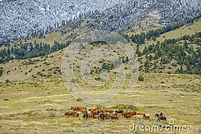 Montana cowboys cattle roundup Stock Photo