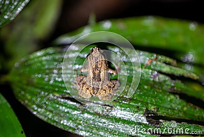 Montane dink frog, Diasporus hylaeformis Stock Photo