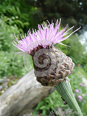 Montane knapweed Stock Photo