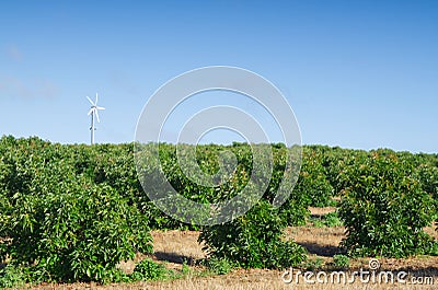 Monte Judeu, Lagos, Portugal August 16 2022: Avocado farm Editorial Stock Photo