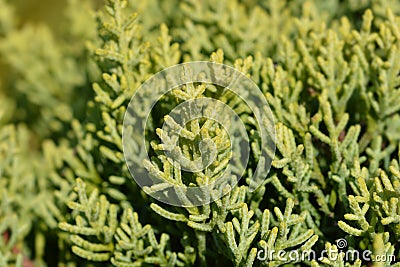 Monterey Cypress Goldcrest Stock Photo