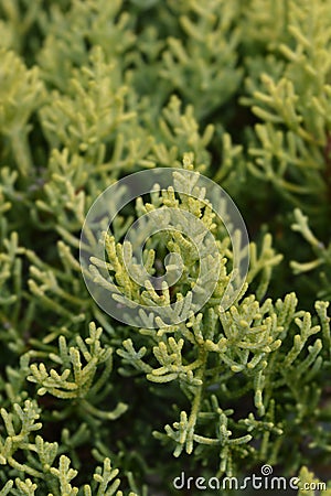 Monterey Cypress Goldcrest Stock Photo