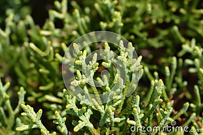 Monterey Cypress Goldcrest Stock Photo