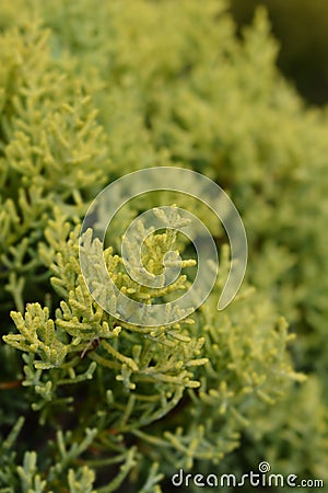 Monterey Cypress Goldcrest Stock Photo