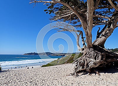 Monterey Cypress Tree on Carmel Beach Stock Photo