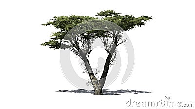 Monterey Cypress tree Stock Photo