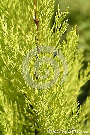 Monterey Cypress Wilma Stock Photo