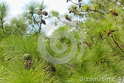 Monterey Pine Cones And Needles Pinus radiata Stock Photo