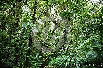 Monteverde cloud forest, costa rica Stock Photo