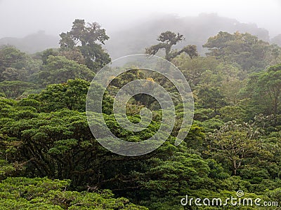 Monteverde Cloud Forest in Costa Rica Stock Photo