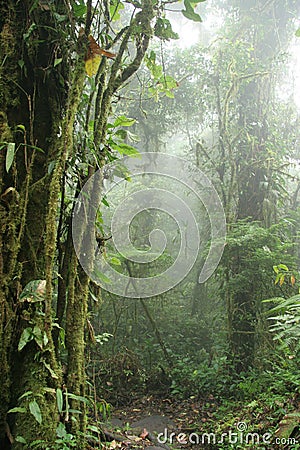 Monteverde Cloud Forest Nature Preserve - Costa Ri Stock Photo