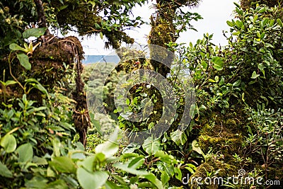 Monteverde National Park Costa Rica Stock Photo