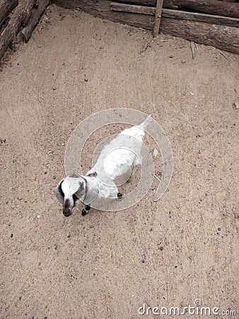 1month born goat Stock Photo