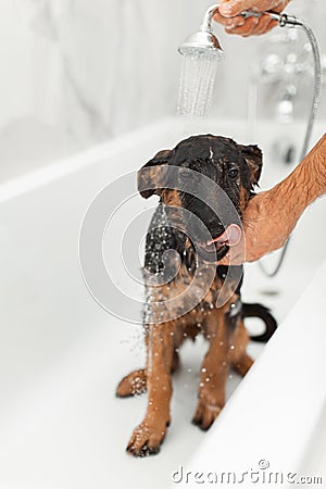 3 month german shepherd puppy taking bath Stock Photo