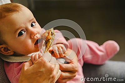 4 month old baby nibbling a chicken leg, tasting his first foods using the method of Baby led weaning BLW Stock Photo