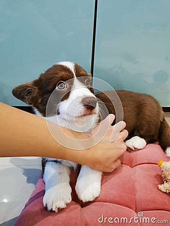 A 2.5-month-old Cardigan Welsh corgi puppy, brown with a white muzzle, paws and breast, lies on a pink pillow, and the owner Stock Photo