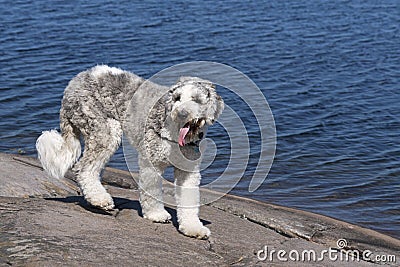 Saint Berdoodle Dog at Shoreline with long tongue hanging. Stock Photo