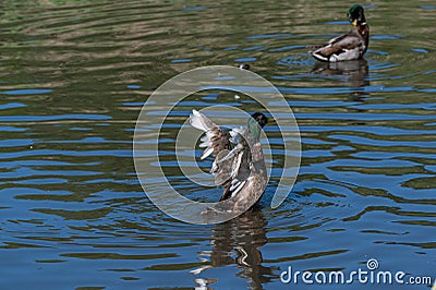 3 month old juvenile mallard duck with adult flight feathers begining to emerge Stock Photo