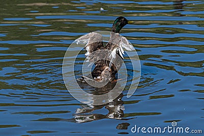 3 month old juvenile mallard duck with adult flight feathers begining to emerge Stock Photo