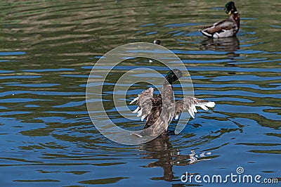 3 month old juvenile mallard duck with adult flight feathers begining to emerge Stock Photo