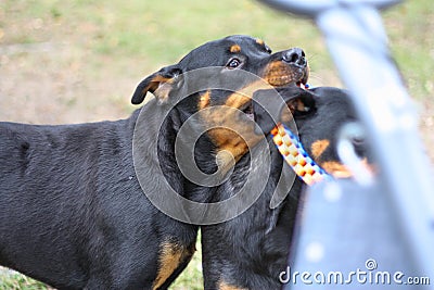 10 month old male and 3 year old female purebred rottweilers playing with a toy Stock Photo