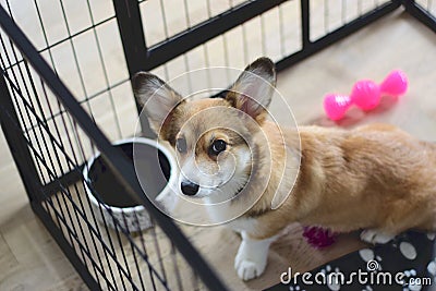 4 month old welsh corgi puppy in a crate during a crate training Stock Photo