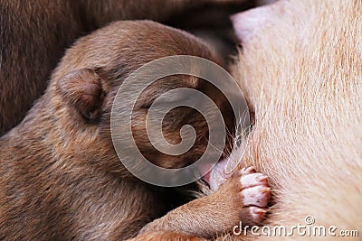 Newborn puppy eating breast milk Stock Photo