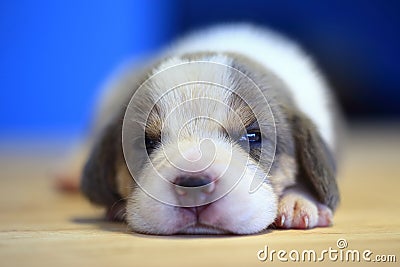 1 month year old beagle Puppy silver tri color Stock Photo