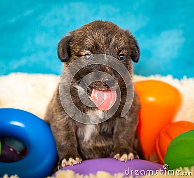 Monthly puppy on a blue background with bright toys. Cute little brown puppy in a photo studio. Funny little dog. Stock Photo