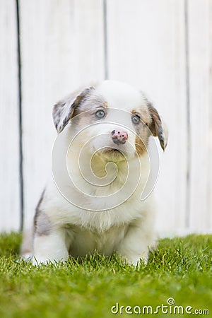 Corgi puppy Stock Photo