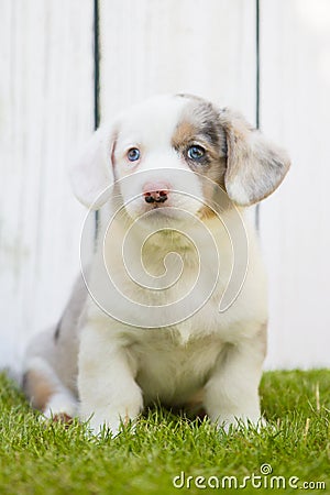 Corgi puppy Stock Photo