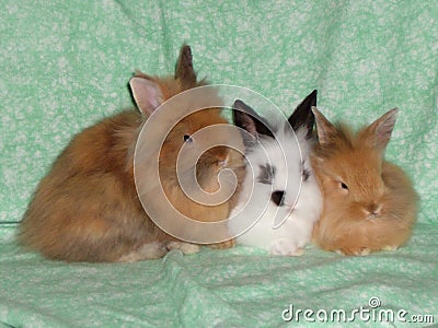 4 Months Old Domestic Rabbits Stock Photo