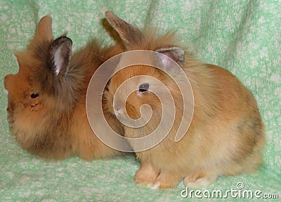 4 Months Old Domestic Rabbits Stock Photo