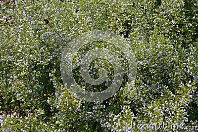 Montrose White Calamint 820201 Stock Photo