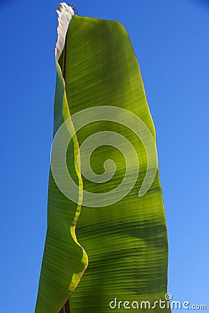 Monumental enigmatic banana leaf Stock Photo