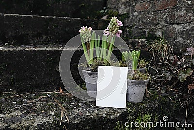 Moody floral springtime still life. Group of pink blooming hyacinth bulbs in flower pots in the garden. Moss and old Stock Photo