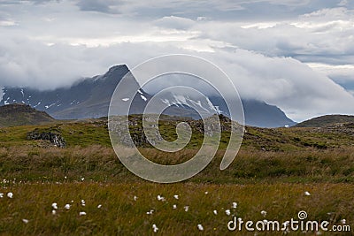 Moody icelandic skies, Mountains, flowers Stock Photo