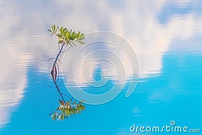 Moody landscape Lone Mangrove with Cloud Reflections Stock Photo