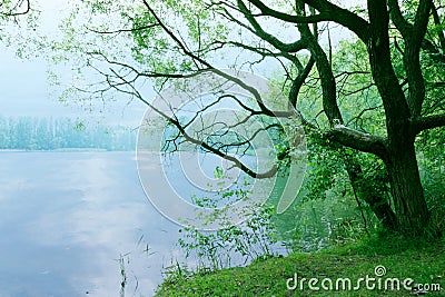 Moody landscape with old tree and lake in the morning as nature background wallpaper scenery Stock Photo