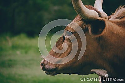 Moody Longhorn Portrait close up, profile view Stock Photo