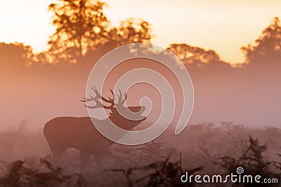 Moody silhouette of Red Deer stag Cervus elaphus bugling Stock Photo