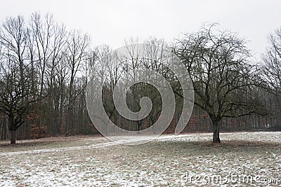 Moody winter forest Stock Photo