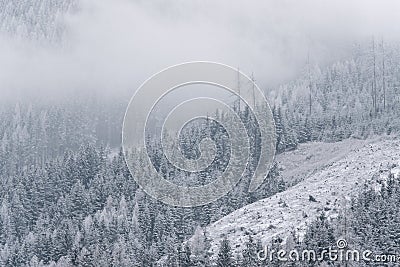 Winter wallpaper, pine trees covered with snow Stock Photo