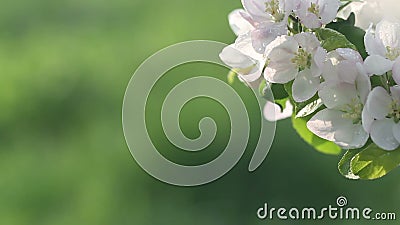 Mooie bloemen die van fruitboom bij de lente bloeien Verbazen magisch van aardregeneratie bij de lente stock footage Mooie bloemen die van fruitboom bij de lente bloeien Verbazen magisch van aardregeneratie bij de lente stock footage