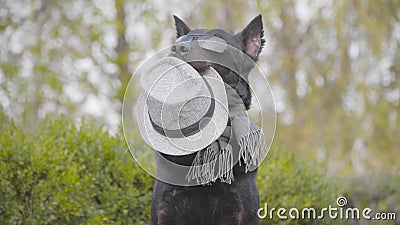 Mooie zwarte doberman in een zonnebril en grijze sjaal met grijze hoed in de mond en golvende poot Dog-stand in het najaar stock videobeelden Mooie zwarte doberman in een zonnebril en grijze sjaal met grijze hoed in de mond en golvende poot Dog-stand in het najaar stock videobeelden