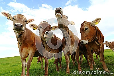 A mooing cow. Funny cow photo with open mouth Stock Photo