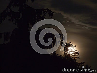 Moon behind tree Stock Photo