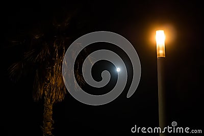 Moon, bright streetlight, palm lit by streetlight Stock Photo