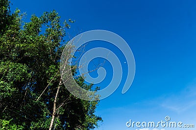 Moon in the clear morning sky Stock Photo